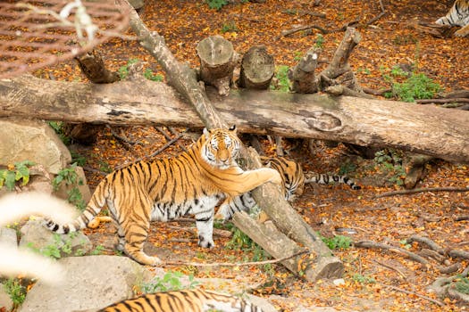 Can You Really Set Up a Power of Attorney Online? Let’s Unpack It.